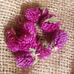 Mini "Trèfles" Séchés