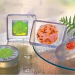 Moules pour Savons "Basiques"